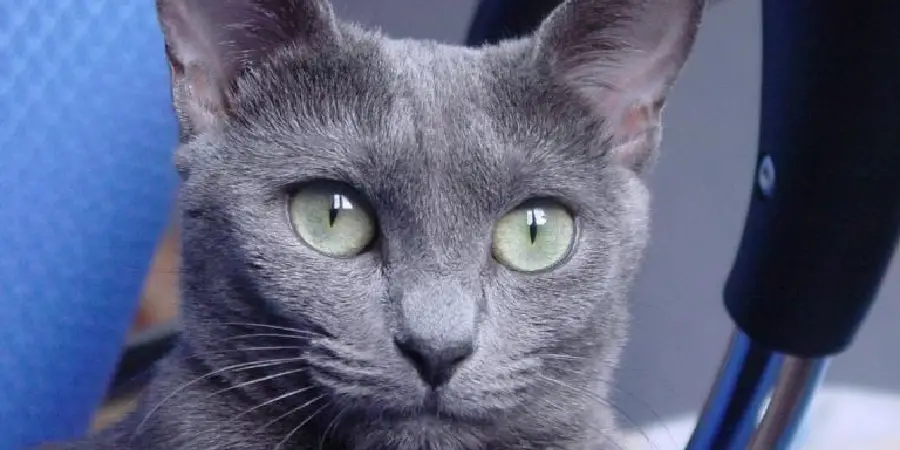 Russian Blue Spiritual Meaning, Symbolism and Totem