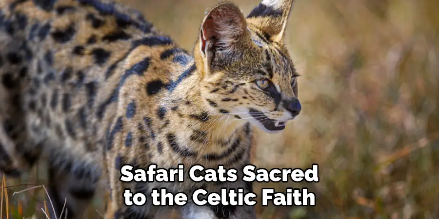 Safari Cats Sacred to the Celtic Faith