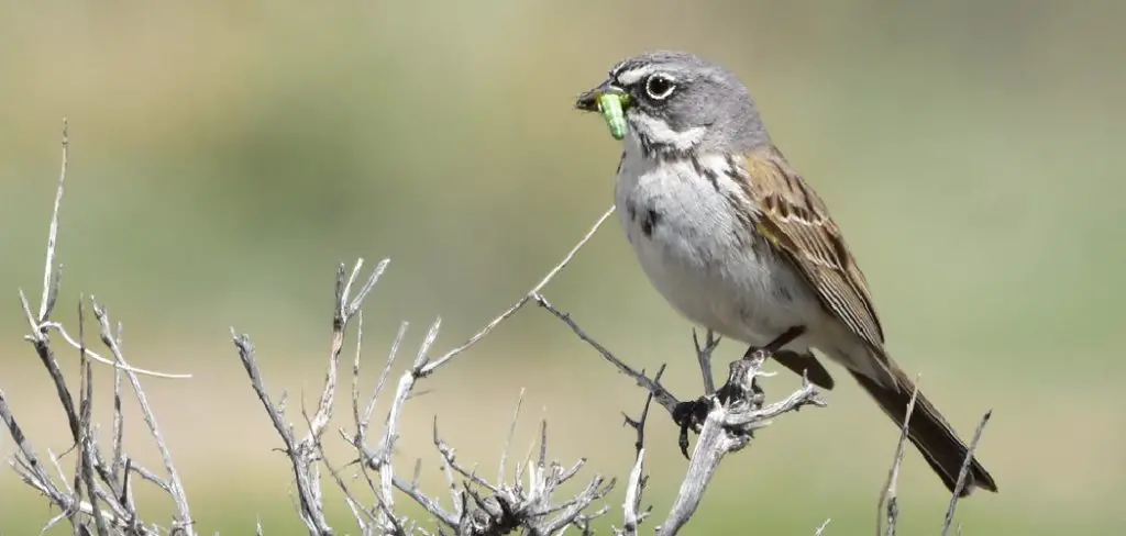 Sagebrush Spiritual Meaning, Symbolism and Totem