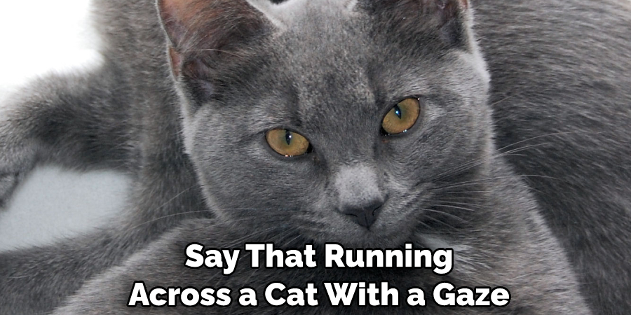  Say That Running Across a Cat With a Gaze