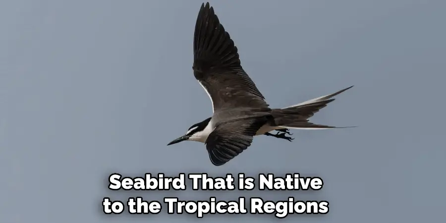 Seabird That is Native to the Tropical Regions