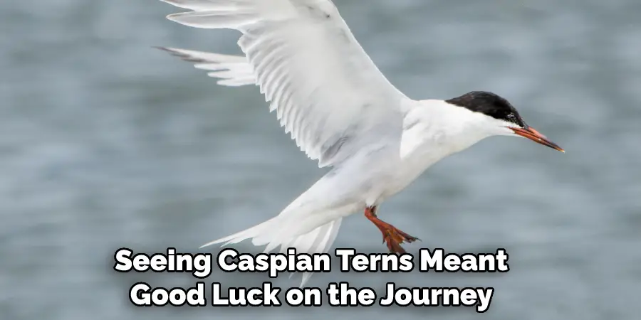  Seeing Caspian Terns Meant Good Luck on the Journey