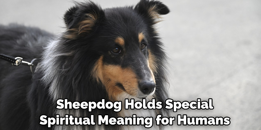  Sheepdog Holds Special Spiritual Meaning for Humans