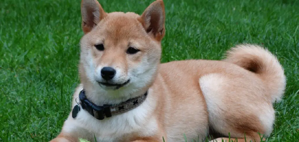 Shiba Inu Spiritual Meaning, Symbolism and Totem