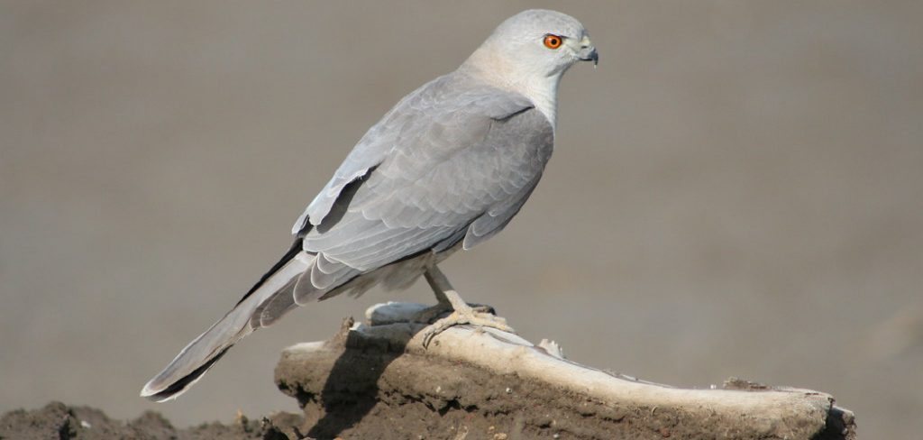 Shikra Spiritual Meaning, Symbolism and Totem