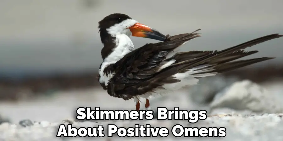 Skimmers Brings About Positive Omens