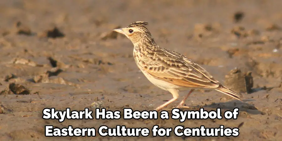 Skylark Has Been a Symbol of Eastern Culture for Centuries