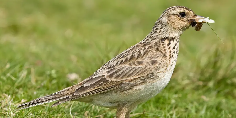 Skylark Spiritual Meaning, Symbolism and Totem