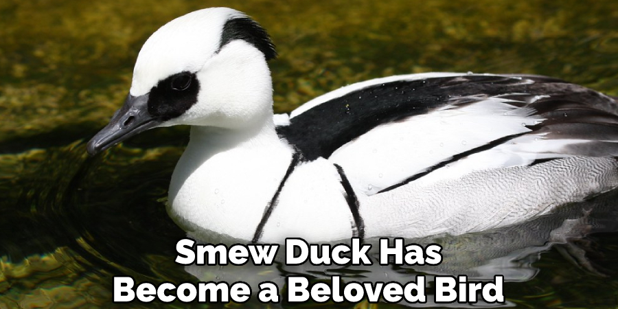 Smew Duck Has Become a Beloved Bird