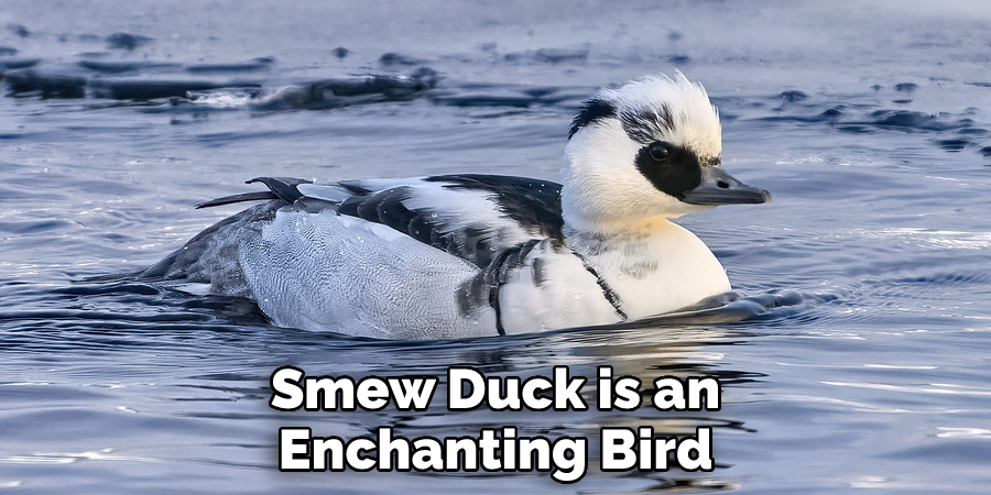 Smew Duck is an Enchanting Bird
