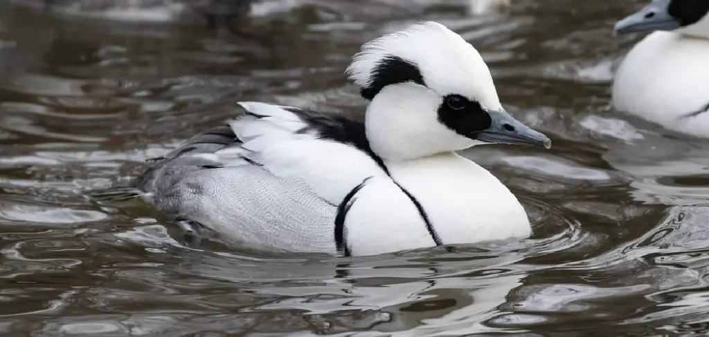 Smew Spiritual Meaning, Symbolism and Totem