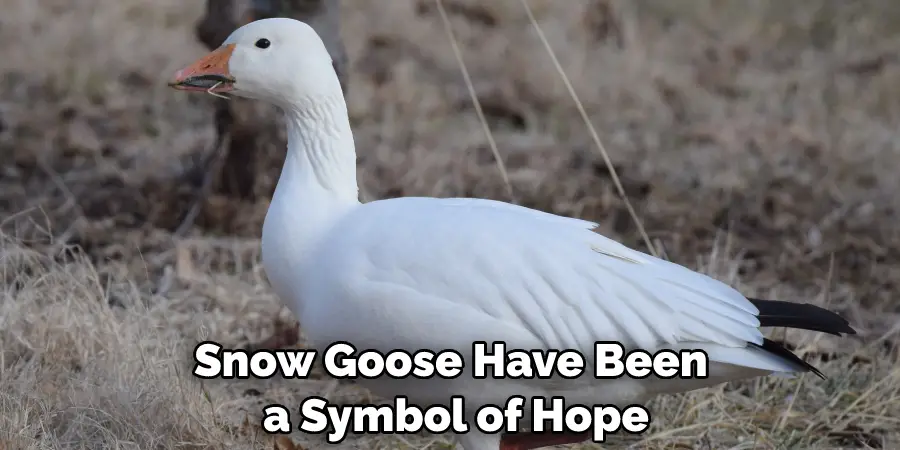 Snow Goose Have Been a Symbol of Hope