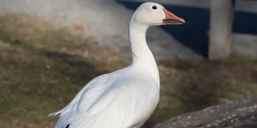 Snow Goose Spiritual Meaning, Symbolism and Totem