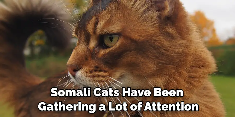 Somali Cats Have Been Gathering a Lot of Attention