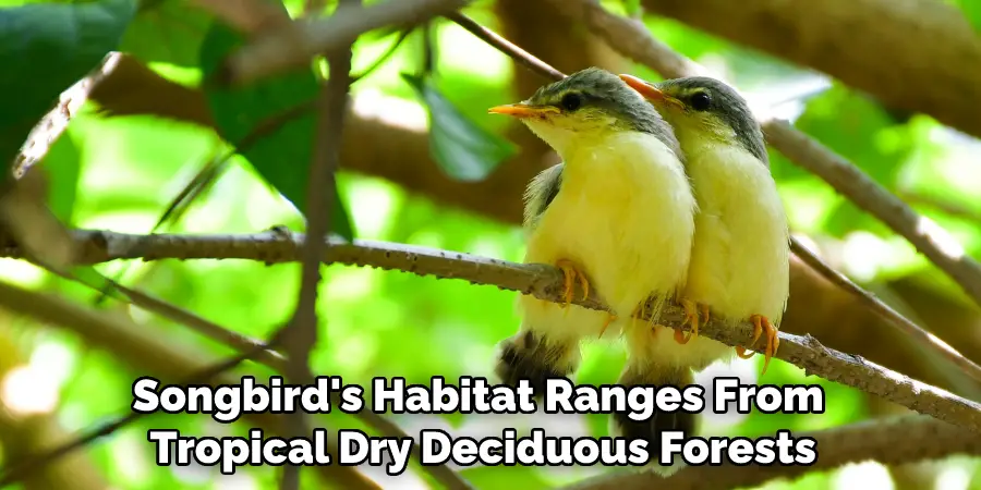 Songbird's Habitat Ranges From Tropical Dry Deciduous Forests
