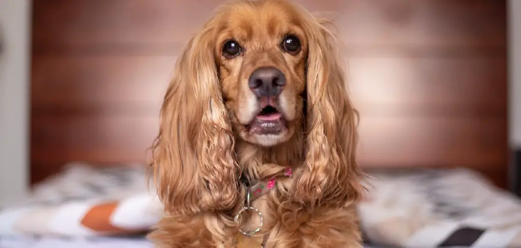 Spaniel Spiritual Meaning, Symbolism and Totem