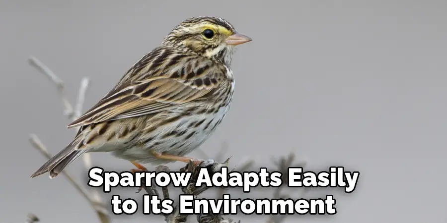 Sparrow Adapts Easily to Its Environment