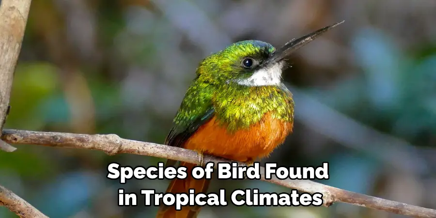 Species of Bird Found in Tropical Climates