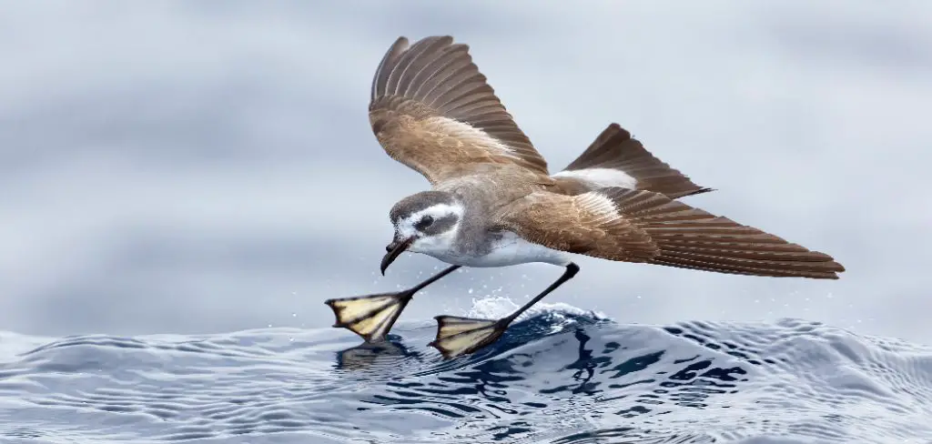 Storm Petrel Spiritual Meaning, Symbolism and Totem