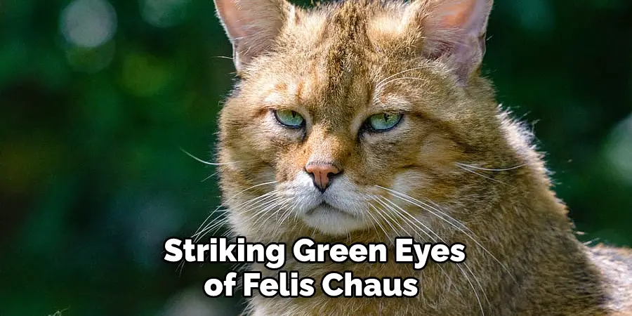 Striking Green Eyes of Felis Chaus 