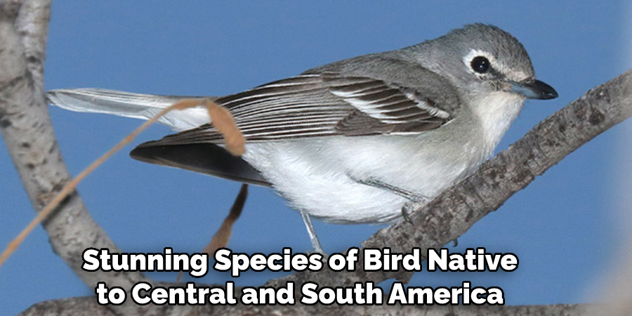  Stunning Species of Bird Native to Central and South America