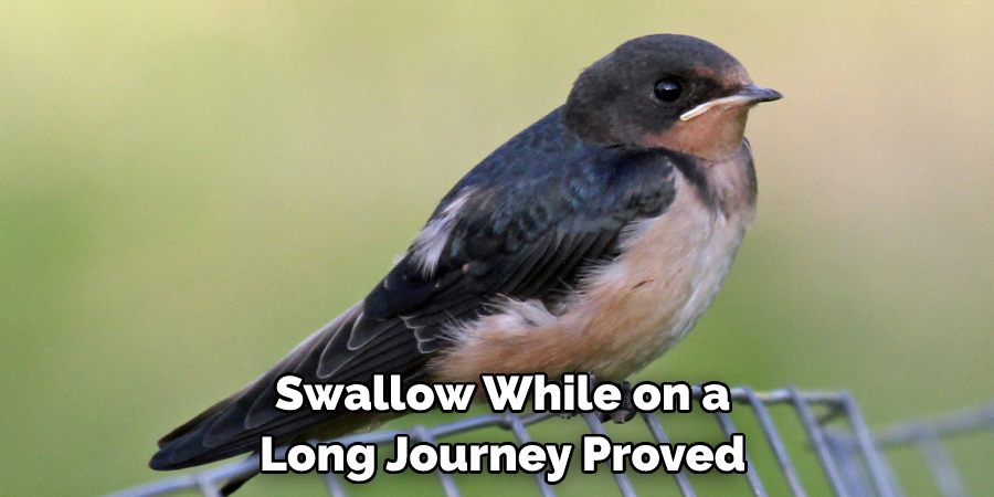 Swallow While on a Long Journey Proved