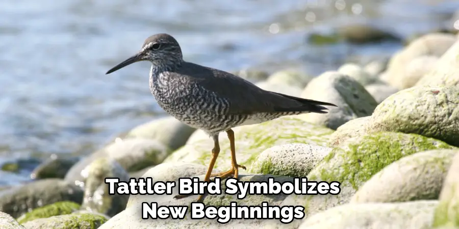  Tattler Bird Symbolizes New Beginnings