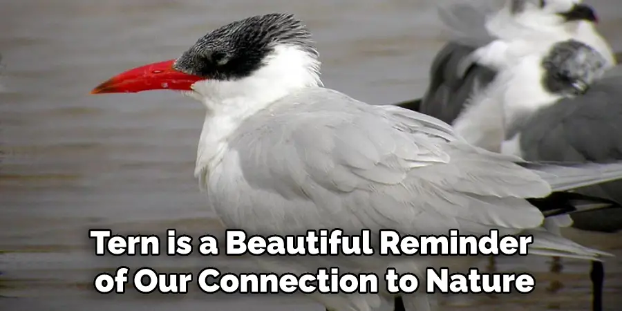 Tern is a Beautiful Reminder
 of Our Connection to Nature
