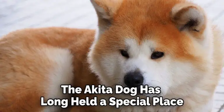 Akita Spiritual Meaning, Symbolism and Totem | Detailed Guide