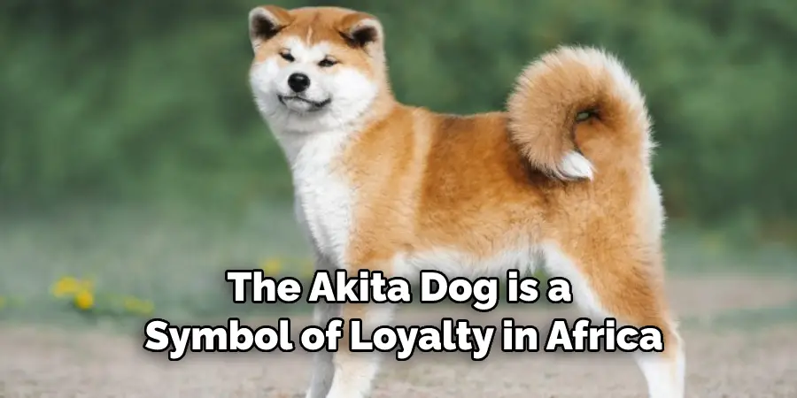 The Akita Dog is a 
Symbol of Loyalty in Africa
