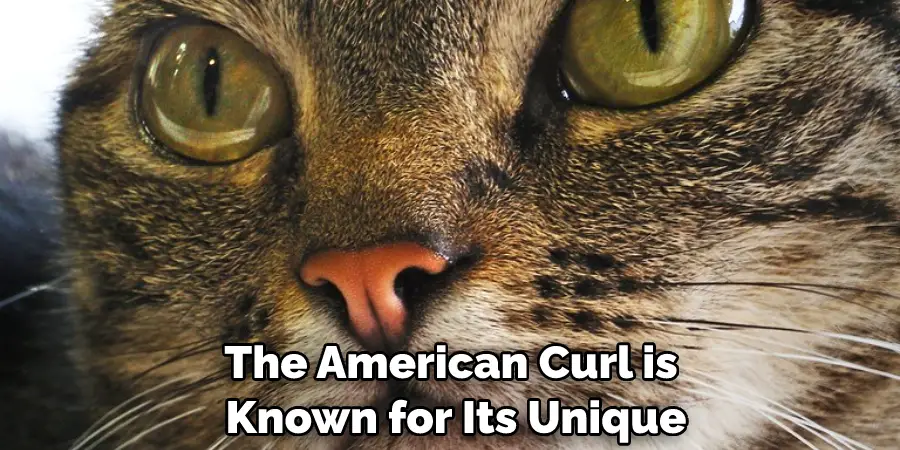 The American Curl is Known for Its Unique