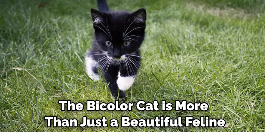 The Bicolor Cat is More Than Just a Beautiful Feline