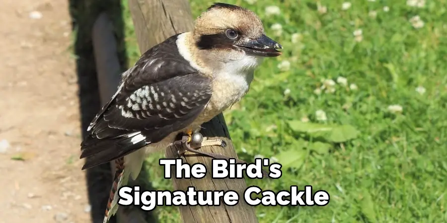 The Bird's Signature Cackle