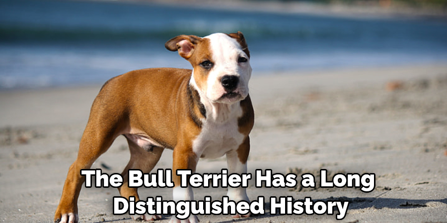 The Bull Terrier Has a Long, Distinguished History