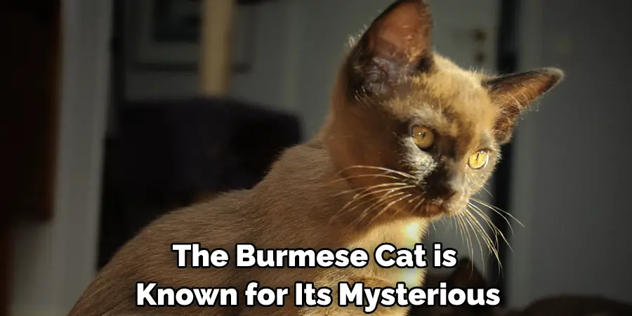 The Burmese Cat is Known for Its Mysterious