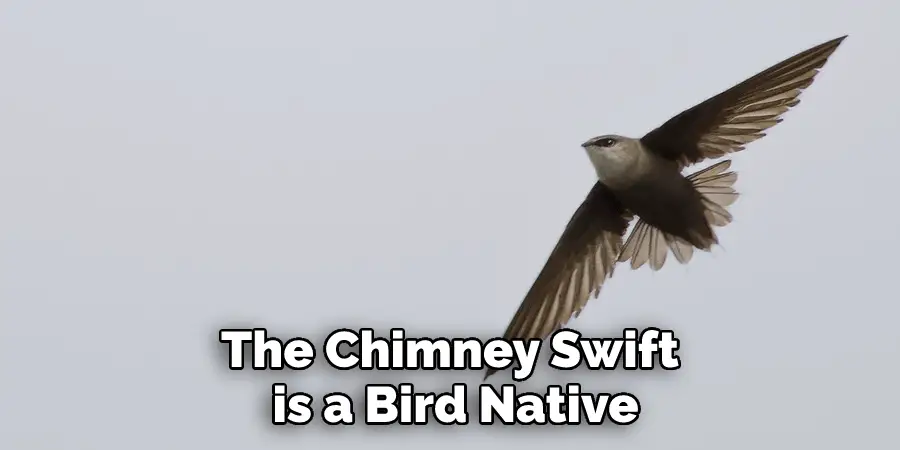 The Chimney Swift is a Bird Native