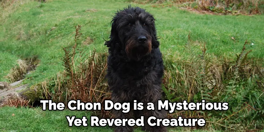 The Chon Dog is a Mysterious Yet Revered Creature