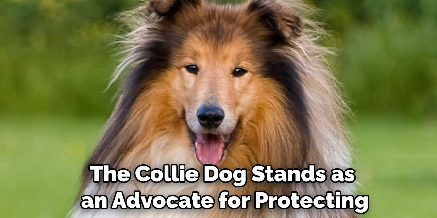 The Collie Dog Stands as an Advocate for Protecting