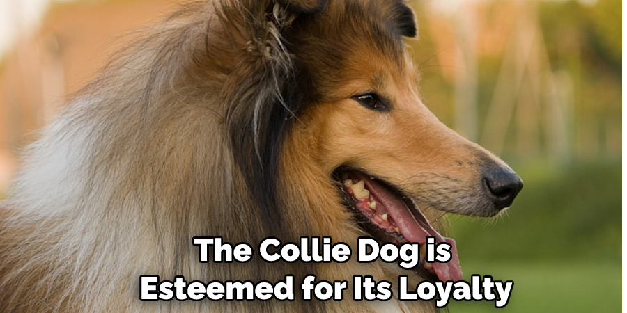The Collie Dog is Esteemed for Its Loyalty