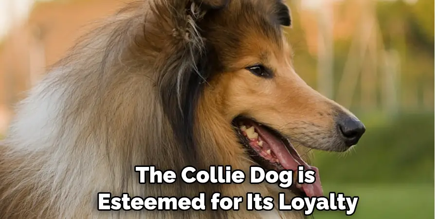 The Collie Dog is Esteemed for Its Loyalty