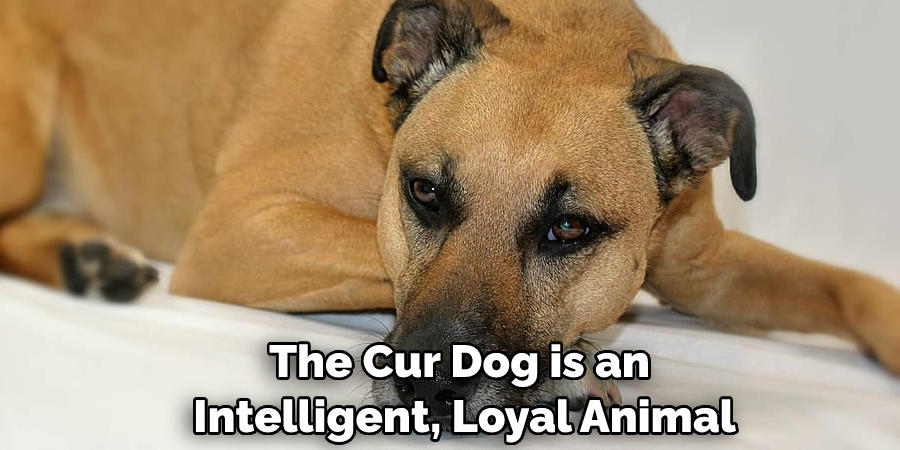 The Cur Dog is an Intelligent, Loyal Animal