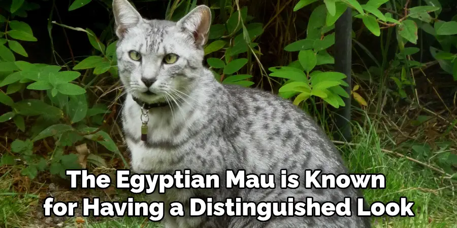 The Egyptian Mau is Known for Having a Distinguished Look