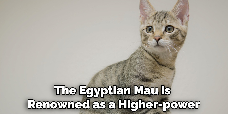 The Egyptian Mau is Renowned as a Higher-power