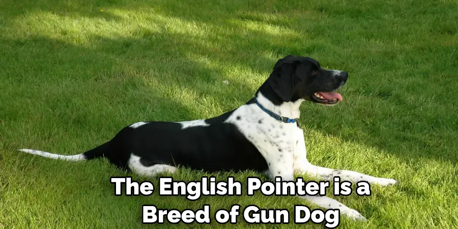 The English Pointer is a Breed of Gun Dog 