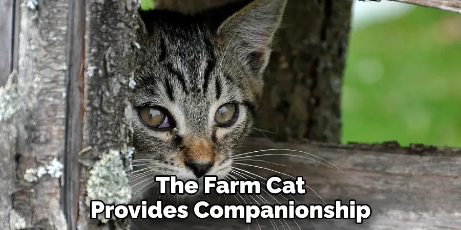 The Farm Cat Provides Companionship
