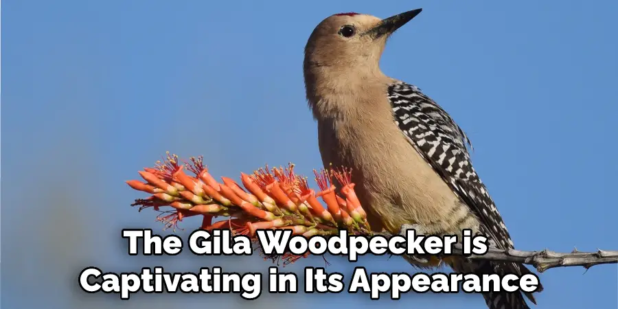 The Gila Woodpecker is Captivating in Its Appearance