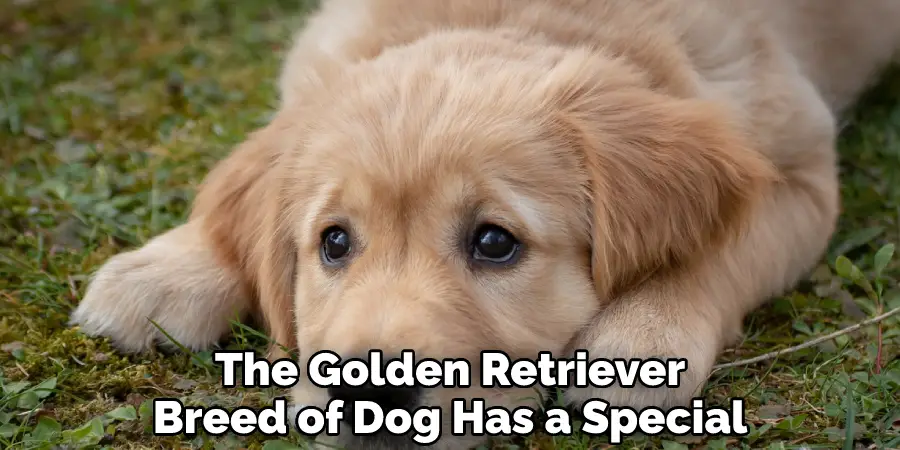 The Golden Retriever
Breed of Dog Has a Special