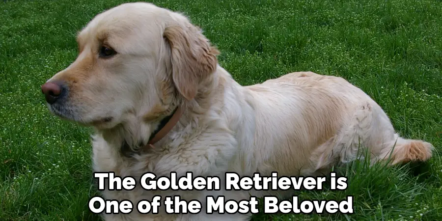 The Golden Retriever is One of the Most Beloved