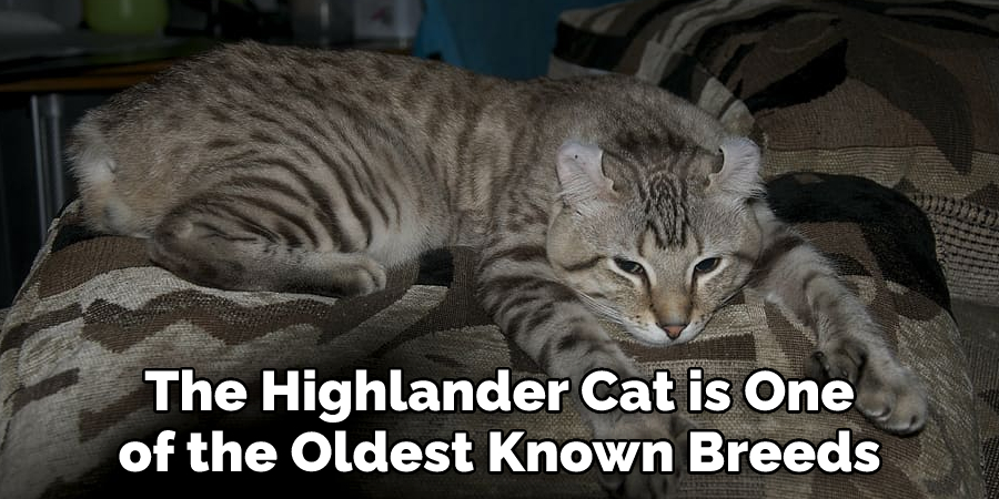 The Highlander Cat is One of the Oldest Known Breeds