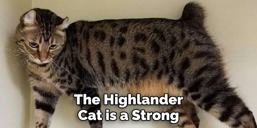 The Highlander Cat is a Strong